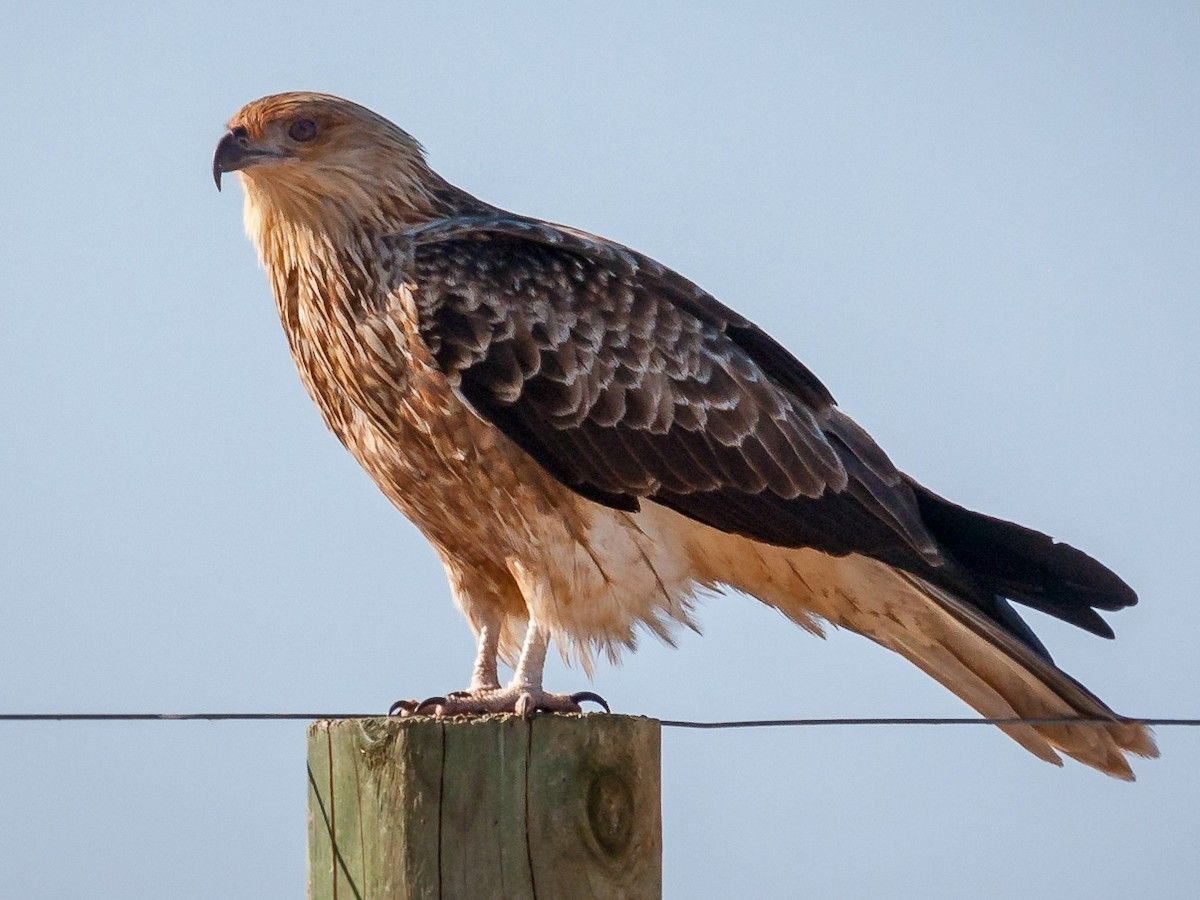 Yellow-billed Kite
